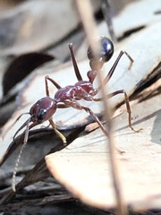 Myrmecia regularis