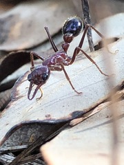 Myrmecia regularis