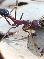 Myrmecia regularis