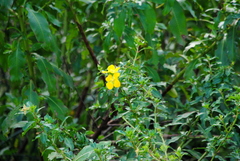 Ludwigia elegans