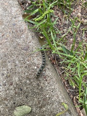 Malacosoma disstria