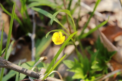 Ranunculus hispidus caricetorum