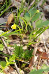 Ranunculus hispidus caricetorum