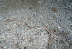 Arizona elegans eburnata