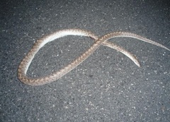 Arizona elegans eburnata