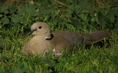 Streptopelia decaocto