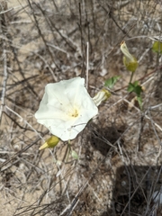 Calystegia macrostegia amplissima