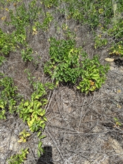 Calystegia macrostegia amplissima