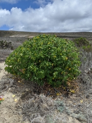 Malva assurgentiflora glabra