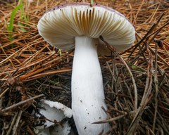 Russula integra