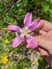 Malva assurgentiflora glabra
