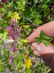 Malva assurgentiflora glabra