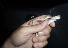 Arizona elegans eburnata