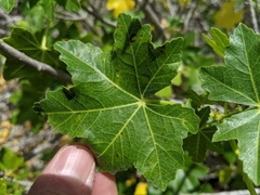 Malva assurgentiflora glabra