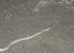Arizona elegans eburnata