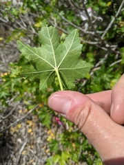 Malva assurgentiflora glabra