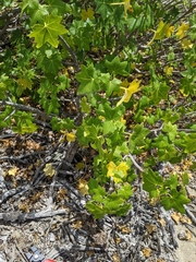 Malva assurgentiflora glabra