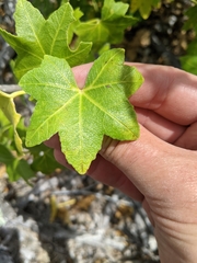 Malva assurgentiflora glabra