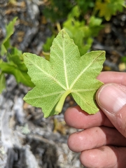Malva assurgentiflora glabra