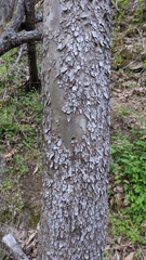 Platanaceae