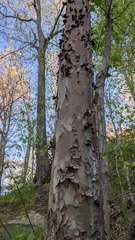 Platanaceae