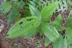 Miconia tococa