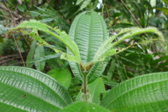 Miconia tococa