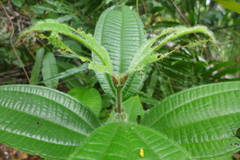 Miconia tococa
