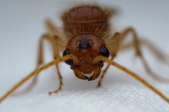 Sphaeropthalma blakeii