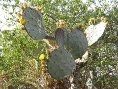 Opuntia fuliginosa