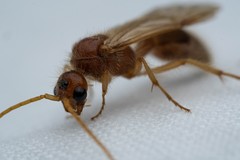 Sphaeropthalma blakeii