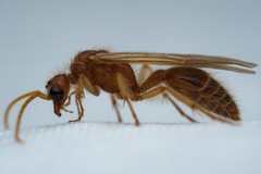 Sphaeropthalma blakeii