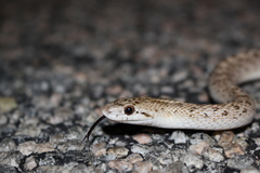 Arizona elegans eburnata