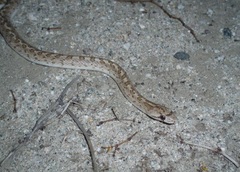 Arizona elegans eburnata