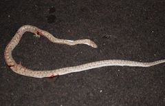 Arizona elegans eburnata