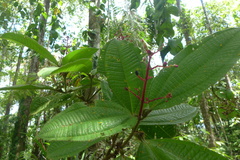 Miconia tococa