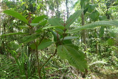 Miconia tococa