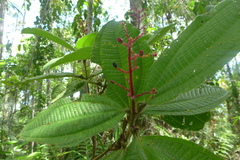 Miconia tococa