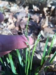 Oryzopsis asperifolia
