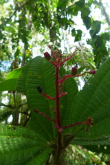 Miconia tococa