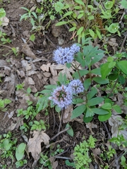 Hydrophyllum capitatum thompsonii