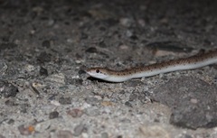 Arizona elegans eburnata