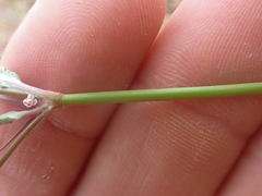 Eriogonum argillosum