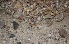 Arizona elegans eburnata