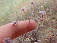 Eriogonum argillosum