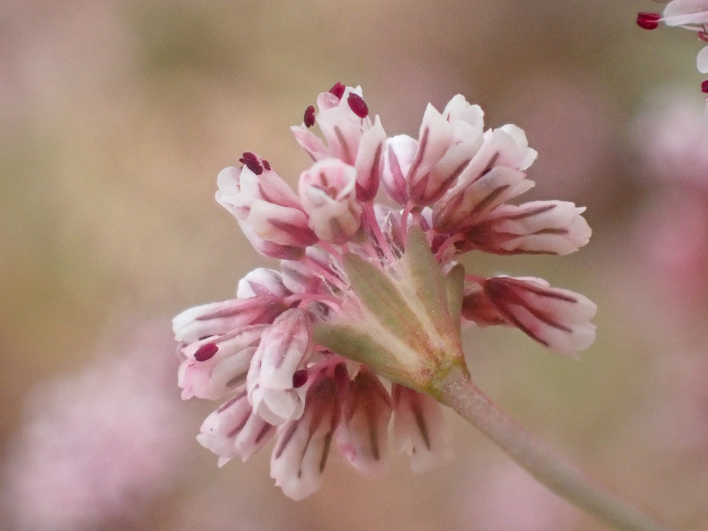 clay buckwheat