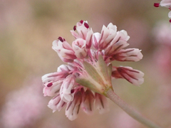 Eriogonum argillosum