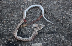 Arizona elegans eburnata