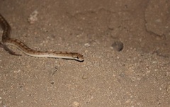Arizona elegans eburnata