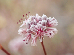 Eriogonum argillosum